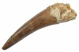 Fossil Plesiosaur (Zarafasaura) Tooth - Morocco #370499-1